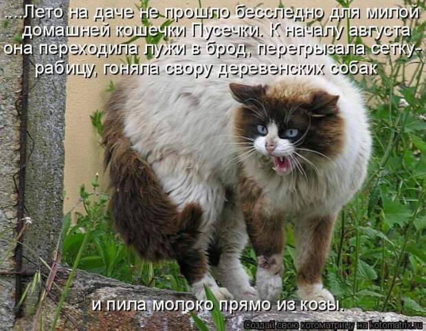 Лучшие котоматрицы недели (50 фото)