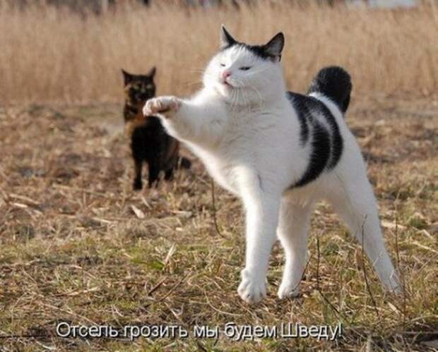 Весёлая котоматрица смех, фото