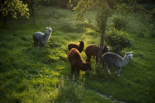 PORTUGAL-ANIMALS/