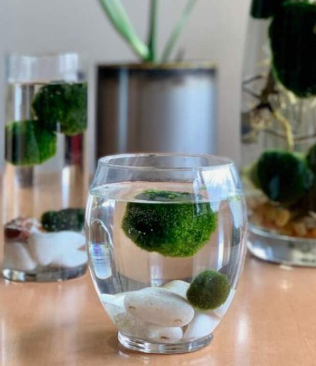 Комнатные растения, которые растут без почвы