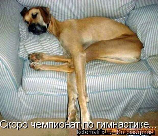 О братьях наших меньших....