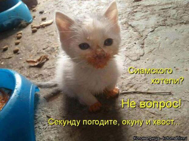 Котоматрицы (картинки с надписями)