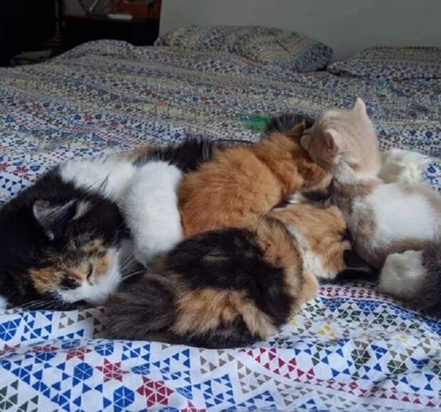 Кошка и котята