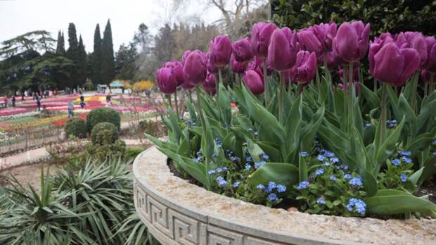 Специалист Самойлов: не стоит поддаваться «первобытному желанию» сорвать цветок