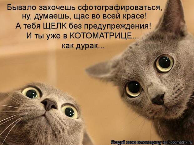 Котоматрица - Бывало захочешь сфотографироваться, ну, думаешь, щас во всей красе! А