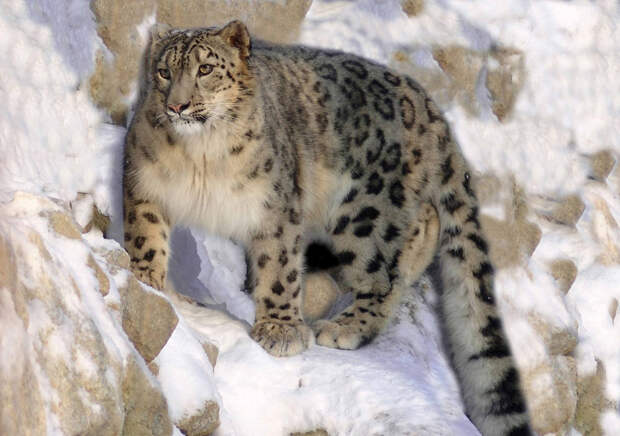 10 редких животных, которых еще можно встретить в России (ФОТО)