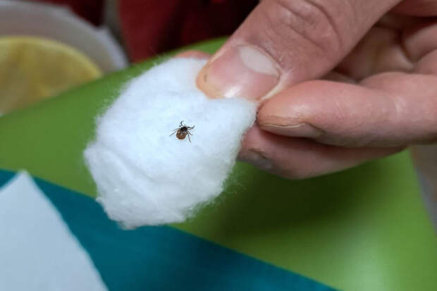 Москвичей предупредили об опасности: в городе активизировались клещи