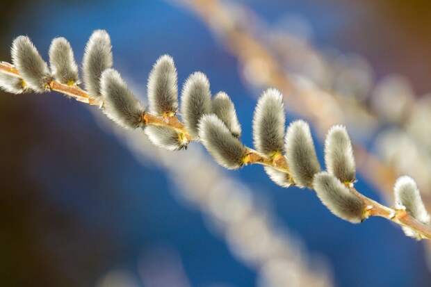willow-catkin-4770051_1280