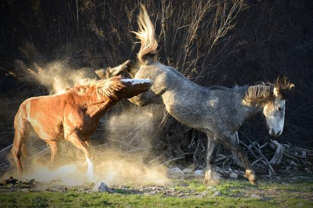 16 уникальных снимков диких животных, где фотограф подобрался очень близко