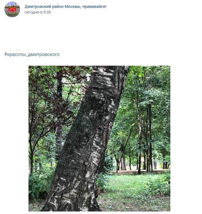 Фото дня: белки в парке «Вагоноремонт»