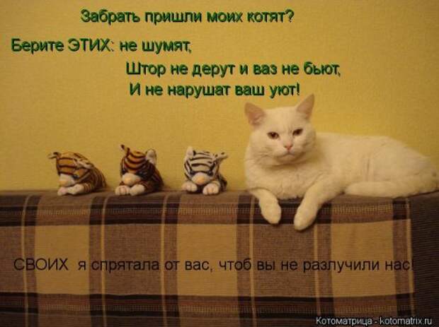 Новый сборник свежих котоматриц (30 шт)