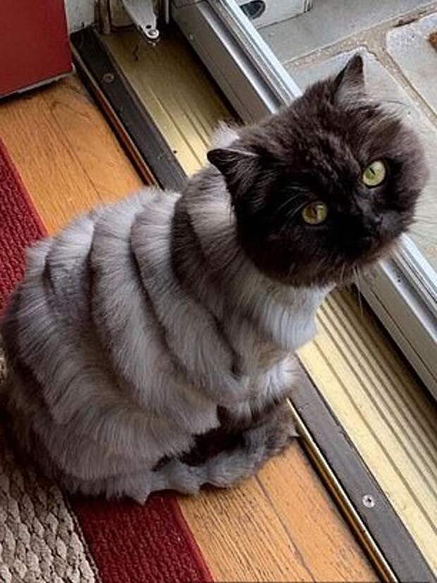 Муж подстриг кошку