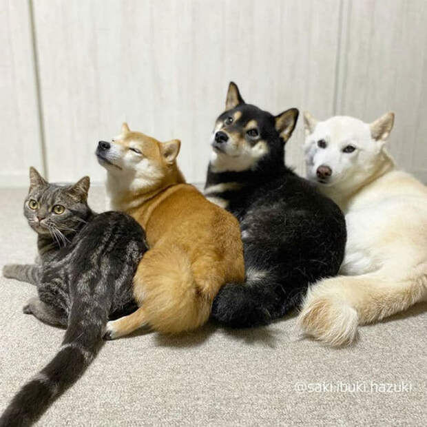 Очаровательная кошка Кики думает, что она собака