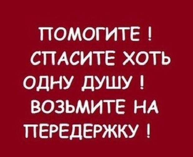 Это чьи-то домашние любимцы. Ещё не забывшие тепло и заботу, и ещё не понявшие, что их предали.