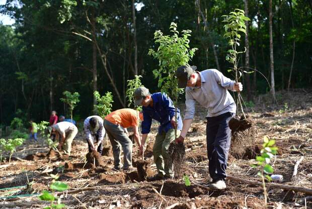 Как борьба с углекислым газом при помощи деревьев обернулась ростом выбросов