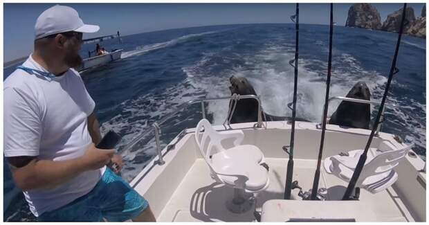 Два морских разбойника забрались в лодку к рыбакам и стали выпрашивать рыбку видео, животные, мексика, морской лев, прикол, рыба, рыбак, юмор