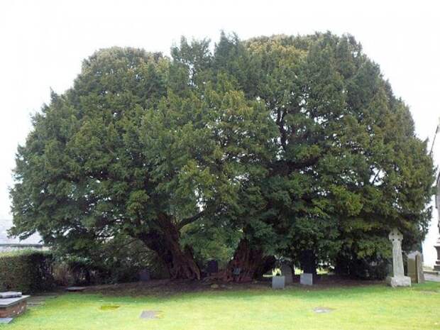 Тис из Ллангернью (Llangernyw Yew)