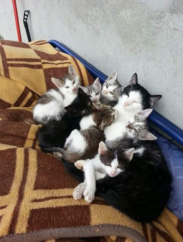 Гордые мамы-кошки со своими многочисленными котятами Гордые мамы-кошки, кошки со своими котятами