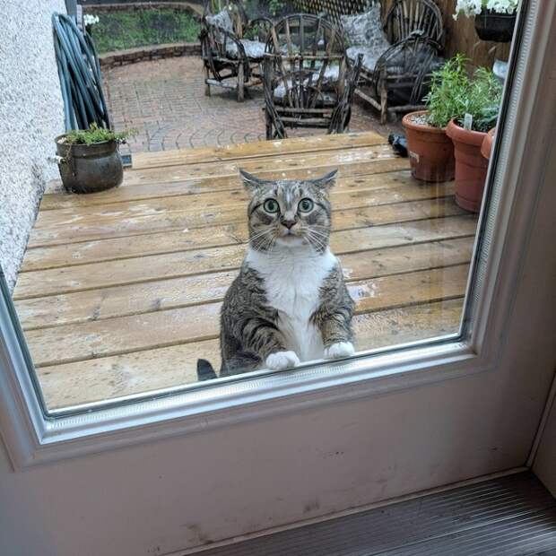 Этот любопытный кот с интересом заглядывает в дом.