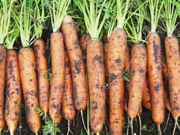 Простой способ посева моркови, без дальнейшего прореживания