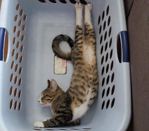 Находчивые котики, которые прекрасно устроятся где угодно