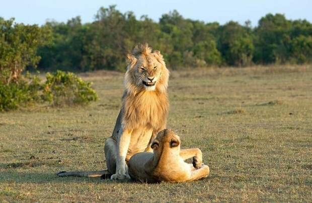 Взгляд любви: брачный период львов может длиться несколько дней и включать до 200 актов спаривания животные, заповедник, лев, львица, масаи-мара, спаривание, фотография