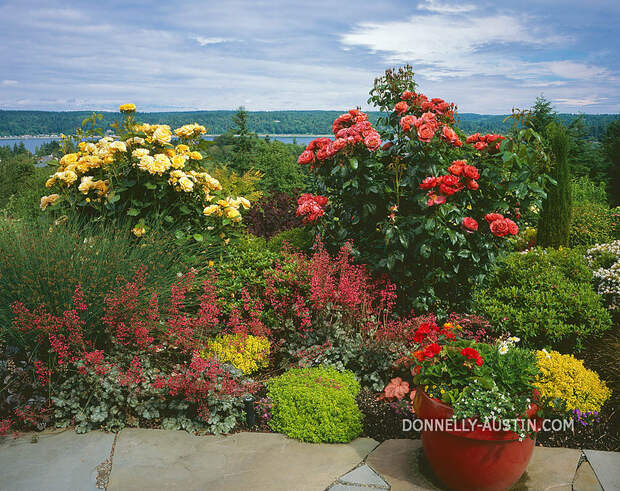 Vashon Island, WA: Summer perennial garden of roses, heuchera, barberry, sedges and boxwood overlooking Quartermaster Harbor