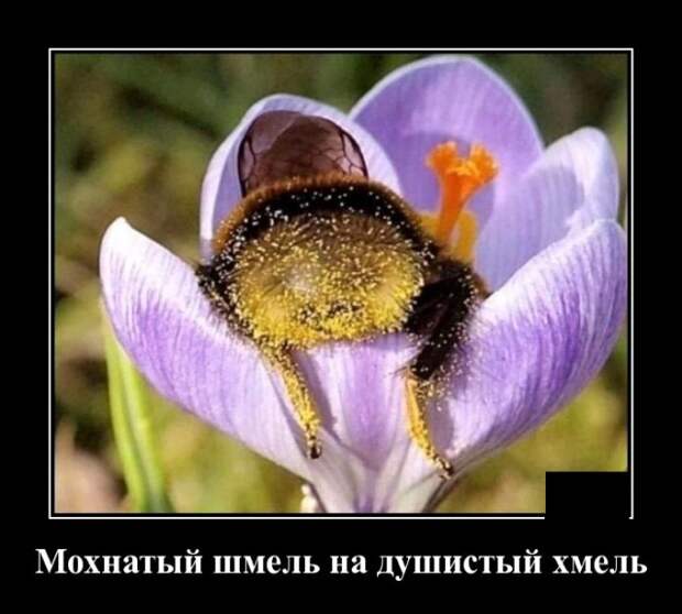 Демотиваторы (20 фото)