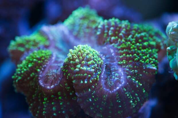 коралловый риф биология
