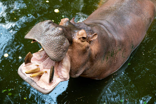 Беременная бегемотиха расправилась со стажеркой