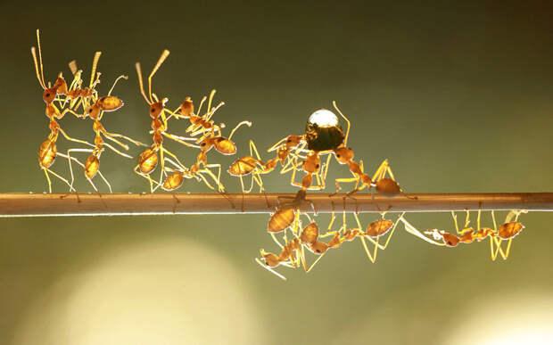 Муравьи несут каплю воды в муравейник