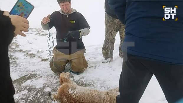 Бешеная рысь ворвалась в лагерь под Уфой и набросилась на ребенка — SHOT