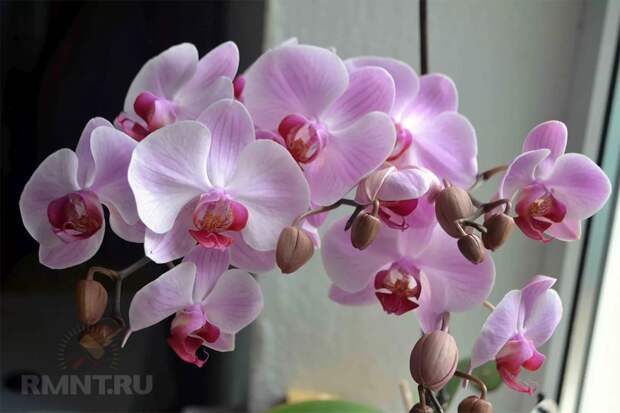 Орхидея — подходящие условия, уход, пересадка, размножение