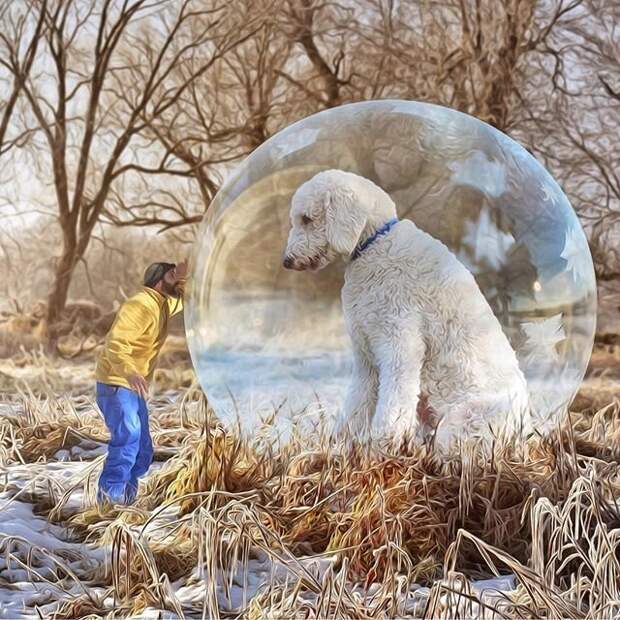 Сказочная жизнь мастера Фотошопа со своим «двухметровым» голдендудлем в мире, забавно, люди, собака, фотошоп
