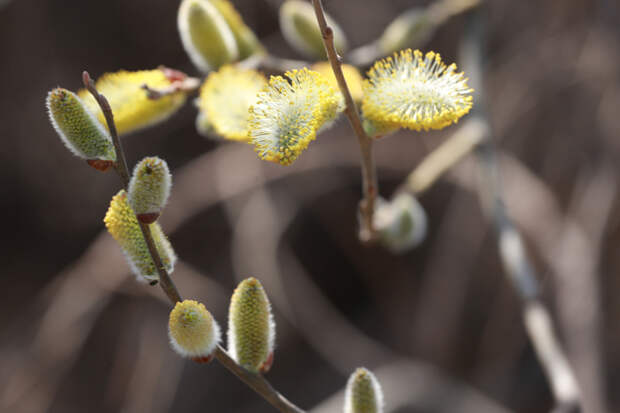Жару в апреле-2026 предсказали «барашки» вербы в Новосибирске