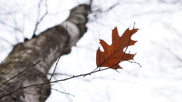 «Еще молод»: профайлер узнал, причастен ли сын Усольцевой к пропаже семьи