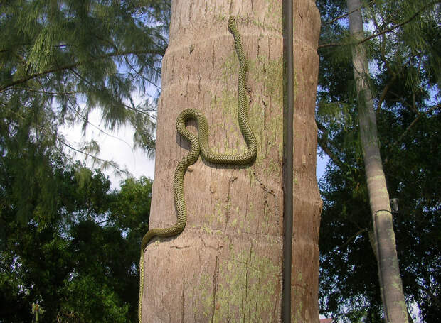 Летающие змеи Летающие змеи