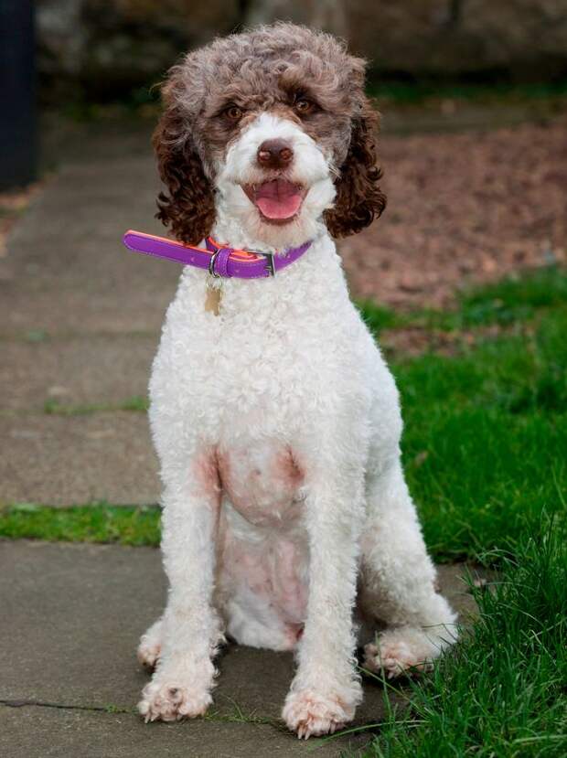 PROD-SWNS_REUNITED_DOG_05