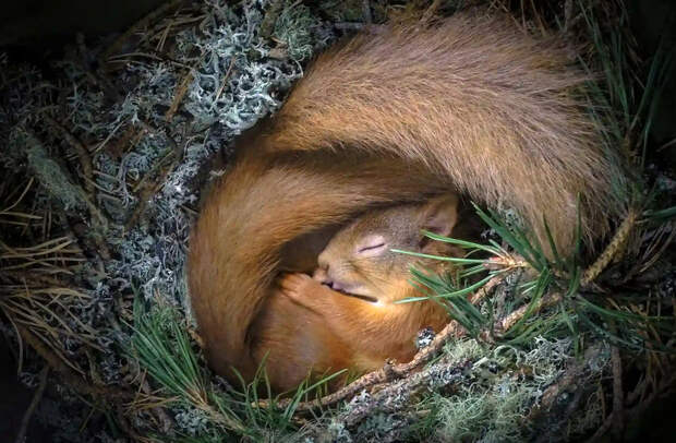 Две белки спят в гнезде, устроенном фотографом на ближайшей сосне. В холодное время так тесно гнездоваться могут даже неродственные животные
