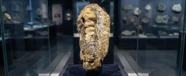 В Калининграде нашли уникальный янтарный камень с отпечатком древнего жука