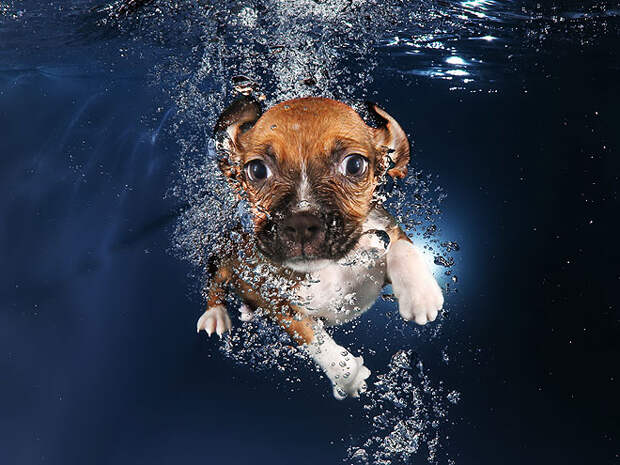 Underwater Puppies