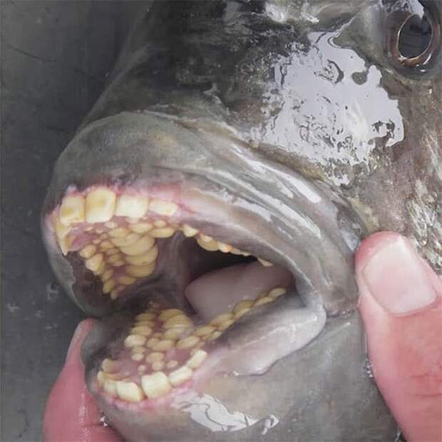 У рыбы из овчарки есть человекоподобные зубы