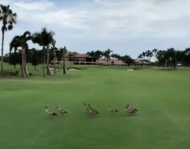 Рассвирепевшие утки преследуют аллигатора по полю для игры в гольф