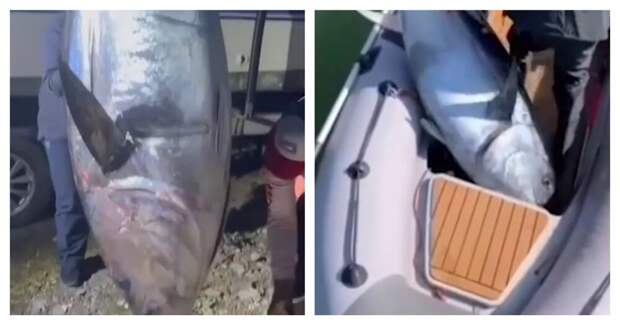 Тунцы-гиганты всё чаще попадаются рыбакам на Сахалине