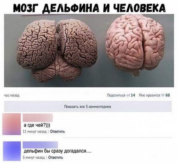 Отборный юмор из социальных сетей Отборный юмор из социальных сетей