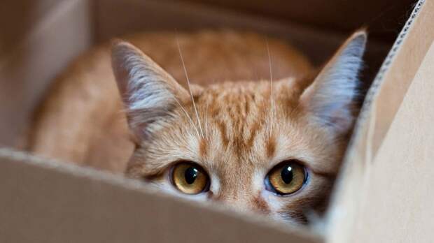 Котики! Или почему наши пушистые друзья так любят сидеть в коробках и пакетах?