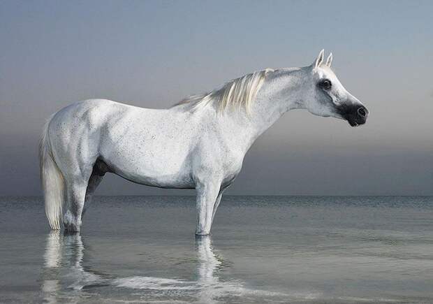 Грация прекрасных лошадей в фотопроекте Equus