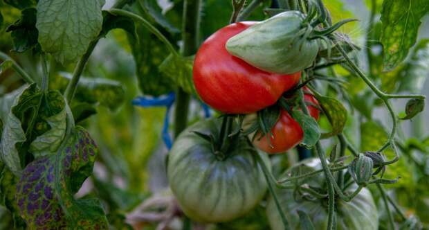 Три аптечных способа защитить томаты и перцы от болезней еще до всходов