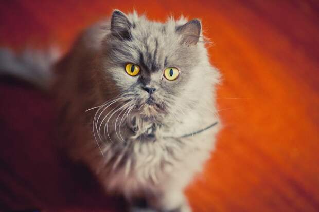 Картинки по запросу фото серого персидского кота
