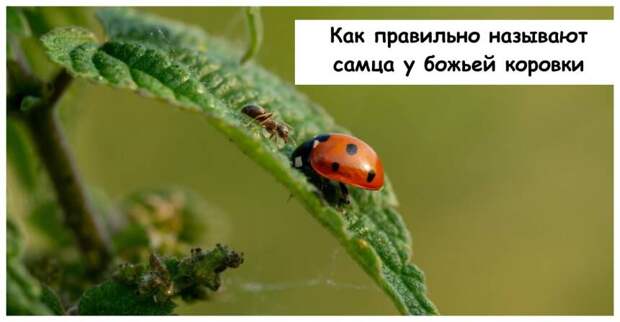 Как правильно называют самца у божьей коровки